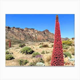 Red Cactus In The Canary Islands (Canary Island Series) Canvas Print