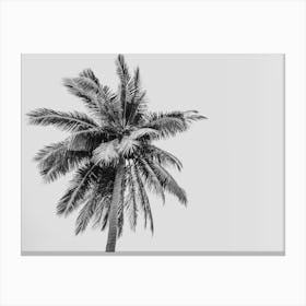 Botanical Black And White Palm Tree On A Tropical Beach Canvas Print