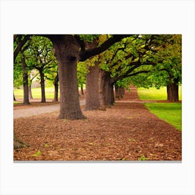 Trees In The Park Canvas Print