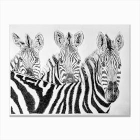 Peaceful Zebras Drawing Black And White Canvas Print