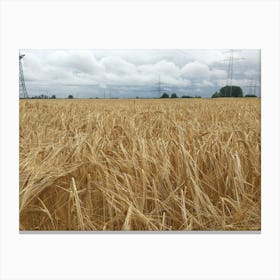 Field Of Wheat 1 Canvas Print