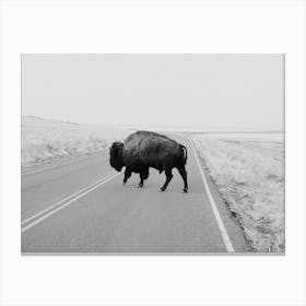 Buffalo Bison Canvas Print