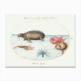 Walrus, Nine Legged Octopus, And Ocean Sunfish (1575–1580), Joris Hoefnagel Canvas Print