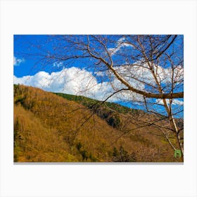 Birch Trees In The Mountains 20230415171927pub Canvas Print