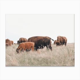 Bison Herd Canvas Print