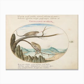 Animalia Qvadrvpedia et Reptilia (c. 1575-1580), Joris Hoefnagel (8) Canvas Print