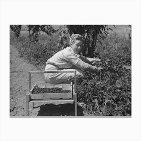 Untitled Photo, Possibly Related To Young Town Girl Picking Berries In Cache County, Utah, Because Of Diversification Canvas Print