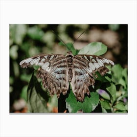 The Blue Clipper Butterfly Stampe su tela