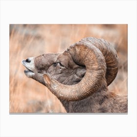 Ram Bighorn Sheep Canvas Print