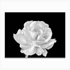 White Rose On Black Background Canvas Print