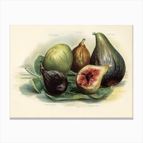 Vintage Illustration Of Figs, John Wright Canvas Print