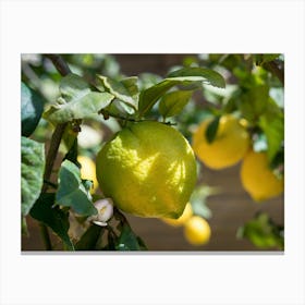 Lemon tree with fresh lemons and green leaves Canvas Print