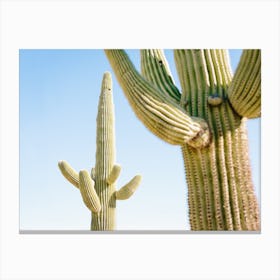 Desert Cactus Canvas Print
