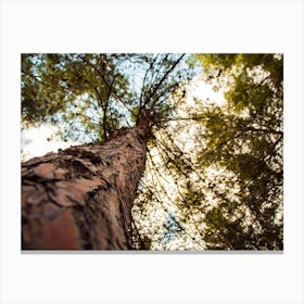 Tree From Below 1 Canvas Print