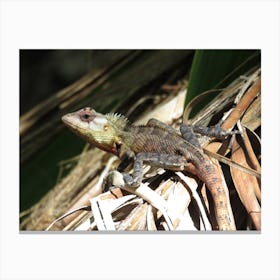 Lizard in Tropical vegetation jungle Canvas Print