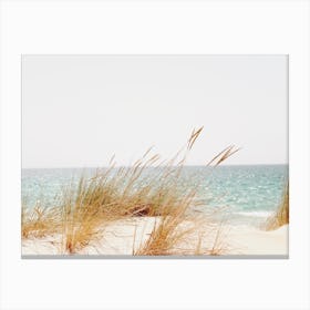 Sand Dune Grass Canvas Print