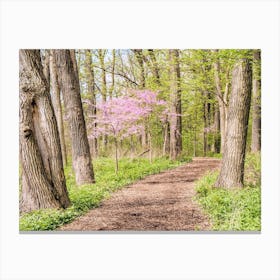 Spring Nature Trail Canvas Print