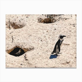 Penguins On The Beach (Africa Series) 3 Canvas Print