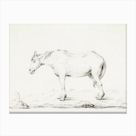 Standing Horse, Jean Bernard Canvas Print