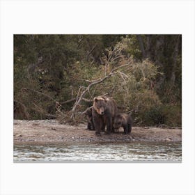 Bear On Creekside Canvas Print