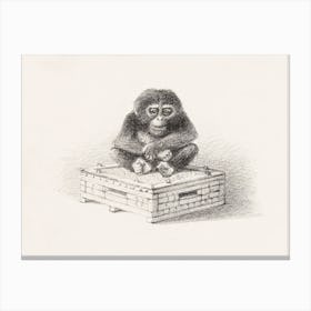 Seated Monkey On Box (1878–1890) By Theo Van Hoytema Canvas Print