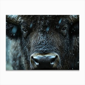 Stare down Canvas Print