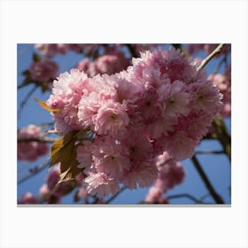 Pink ornamental cherry blossoms and blue sky Canvas Print