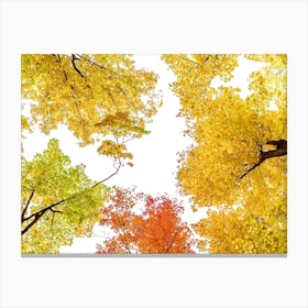 Tree Tops In Autumn Canvas Print