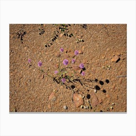 Small Purple Flowers In The Desert Canvas Print