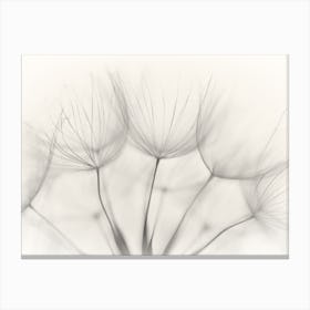 Dandelion Canvas Print