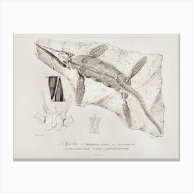 Chthyosaurus, Charles Dessalines D'Orbigny Canvas Print