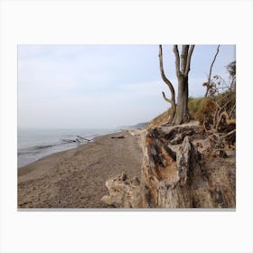 Tree Stump On The Beach Canvas Print