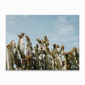 Mexican Cactus In The Desert Canvas Print