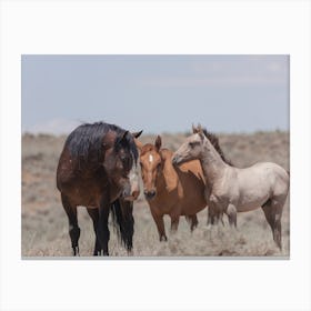 Horse Family Canvas Print