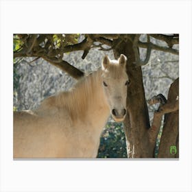 White Horse In A Tree 20220101 76ppub Canvas Print