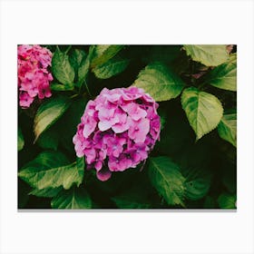 Pink Hydrangeas Flower Canvas Print