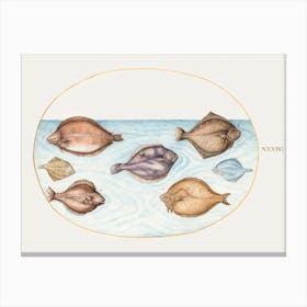 Seven Flatfish (1575–1580), Joris Hoefnagel Canvas Print