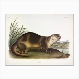 Canada Otter, John James Audubon Canvas Print