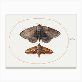 Blue Underwing Moth And Spurge Hawk Moth (1575–1580), Joris Hoefnagel Canvas Print