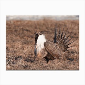 Male Sage Grouse Canvas Print