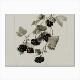 Blackberries On A Branch 1 Canvas Print