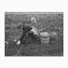 Untitled Photo, Possibly Related To Potato Worker Near East Grand Forks, Minnesota By Russell Lee Canvas Print