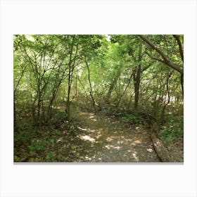 Trail In The Woods Canvas Print