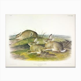 Wormwood Hare, John James Audubon Canvas Print