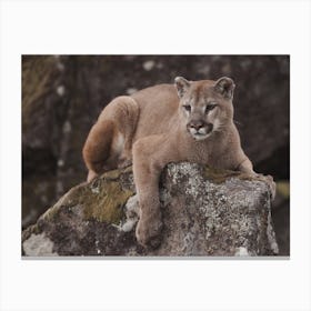 Mountain Lion Perched On Rock Canvas Print
