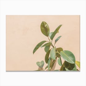 Rubber Plant Canvas Print