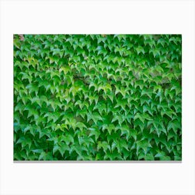 Ivy Wall Canvas Print