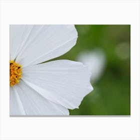 White Cosmos Flower Canvas Print