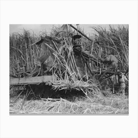 Untitled Photo, Possibly Related To Wurtele Sugarcane Harvester Bogged Down And Out Of Temporary Running Canvas Print