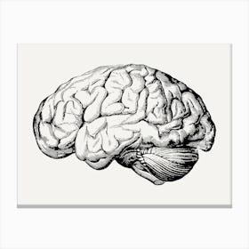 Brain Anatomy Canvas Print